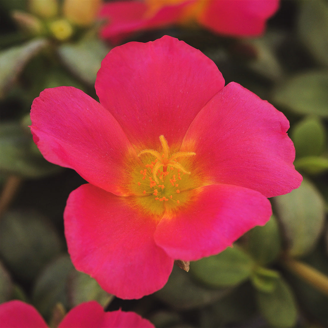 Purslane | Purslane Hanging Basket