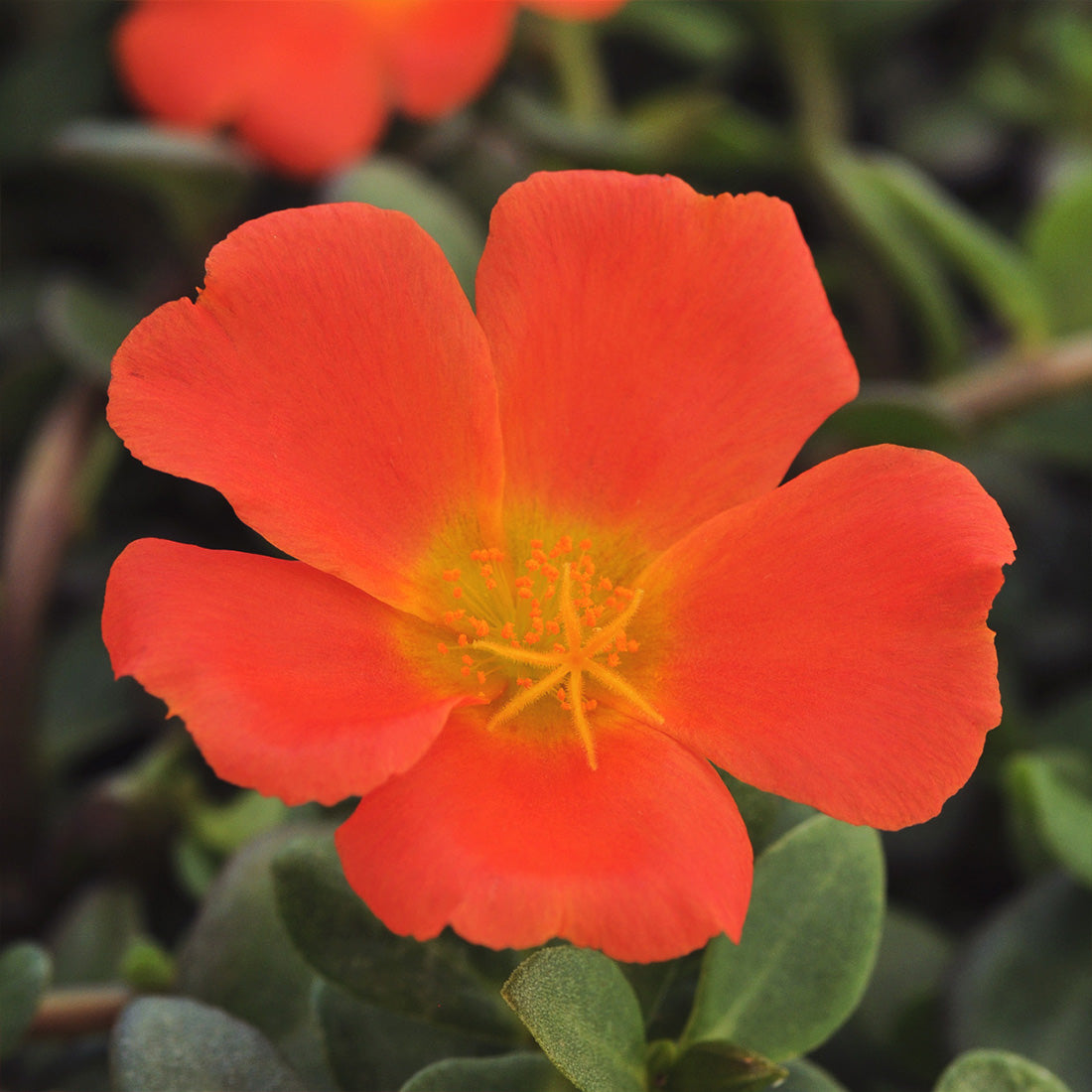 Purslane | Purslane Hanging Basket