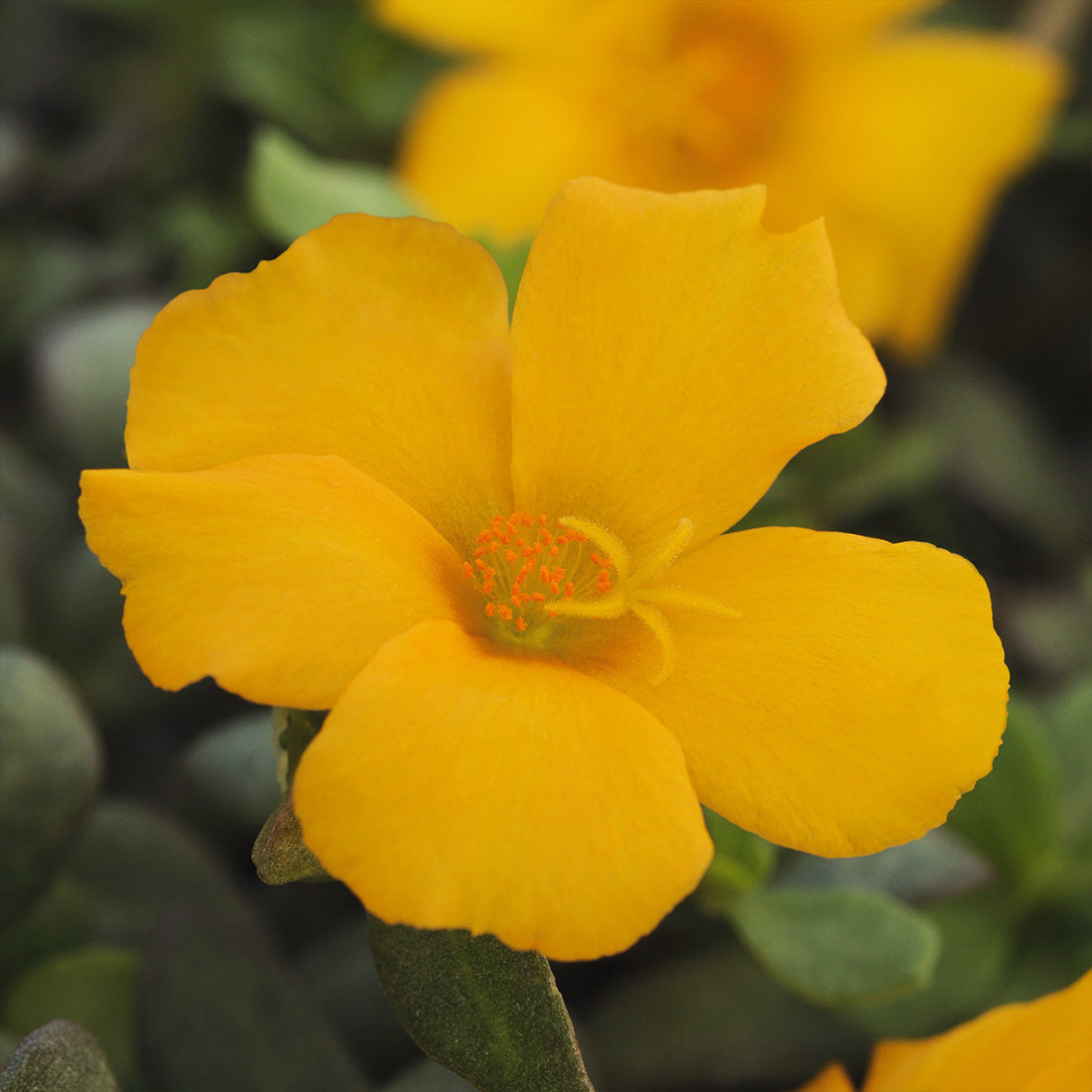 Purslane | Purslane Hanging Basket