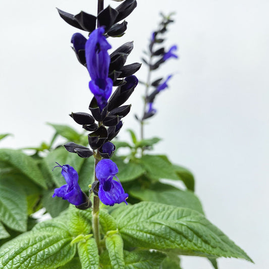 Salvia | Ornamental Sage