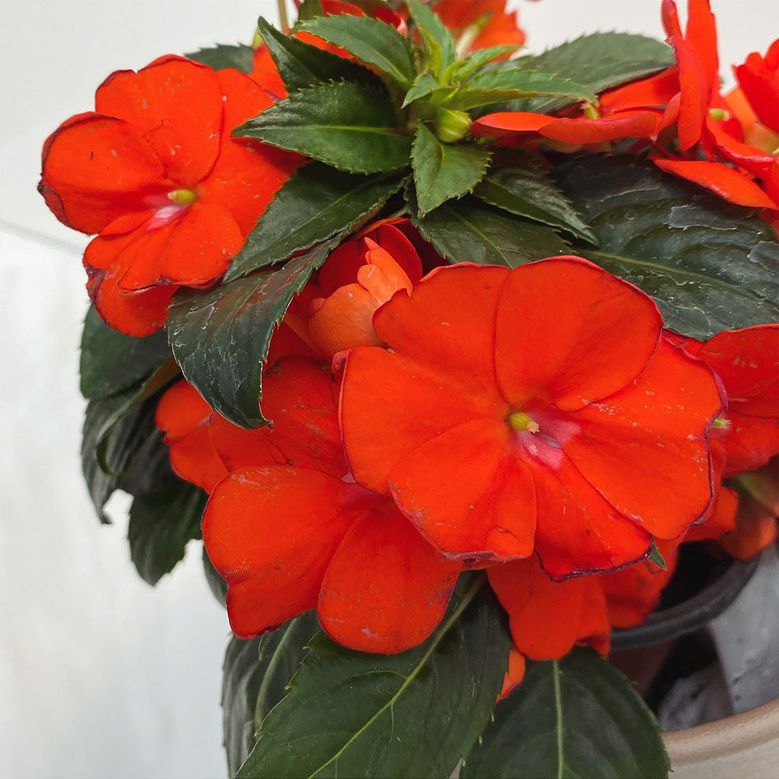 Impatiens | Sun Impatiens