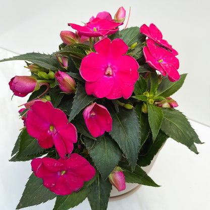 Impatiens | Sun Impatiens