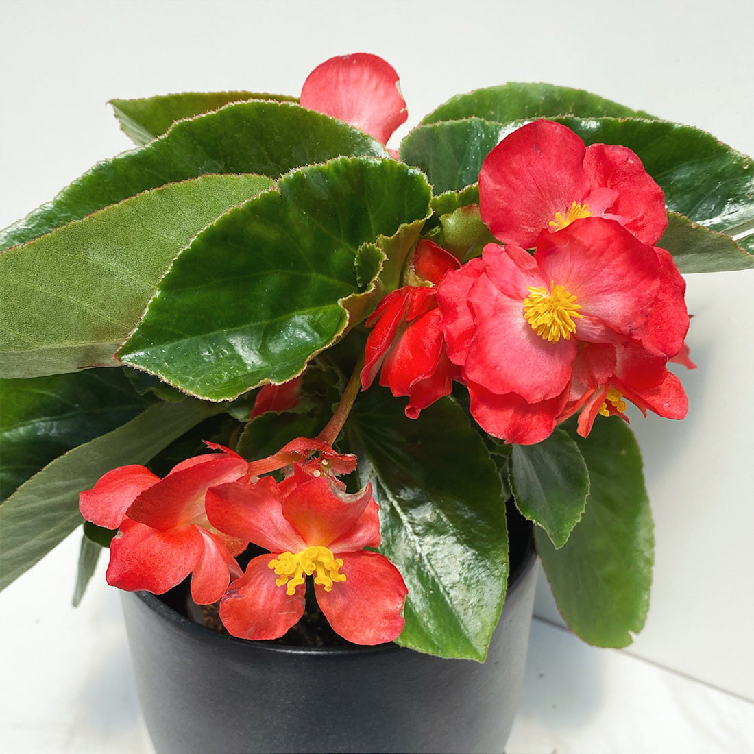 Begonia | Whopper Begonia