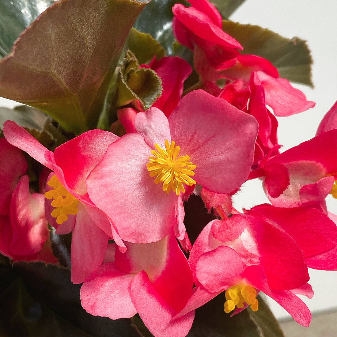 Begonia | Whopper Begonia