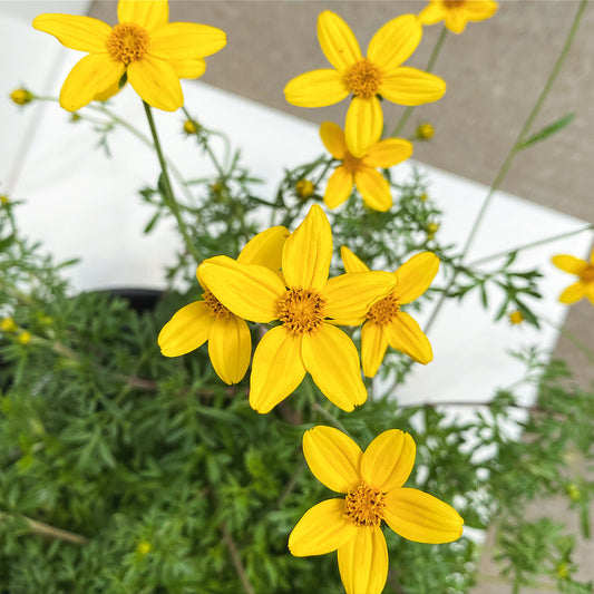 Bidens | Bidens