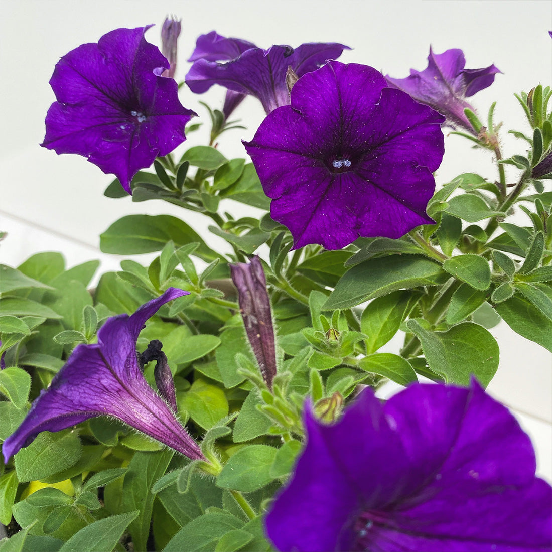 Petunia | Easy Wave Petunia