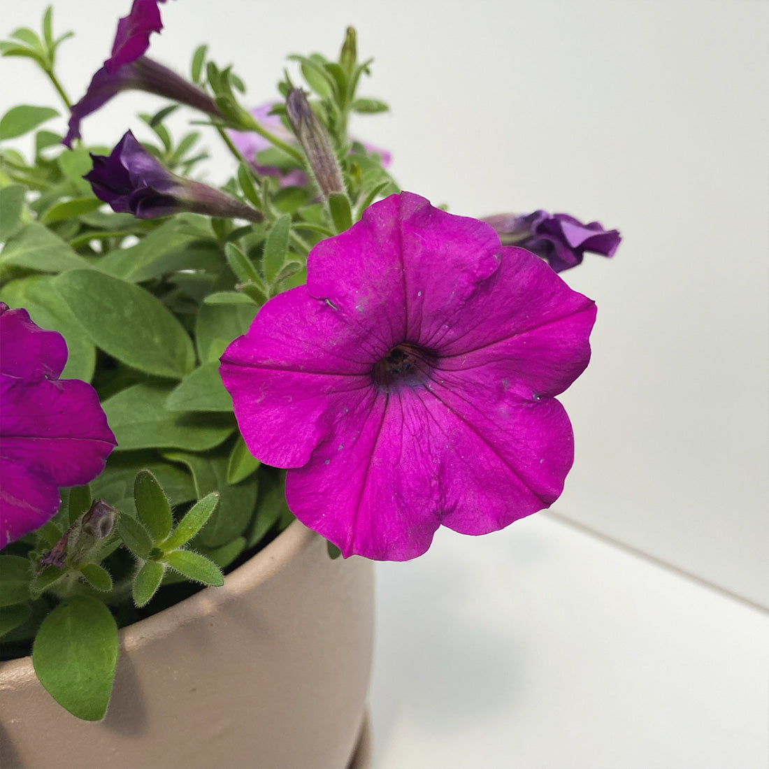 Petunia | Easy Wave Petunia