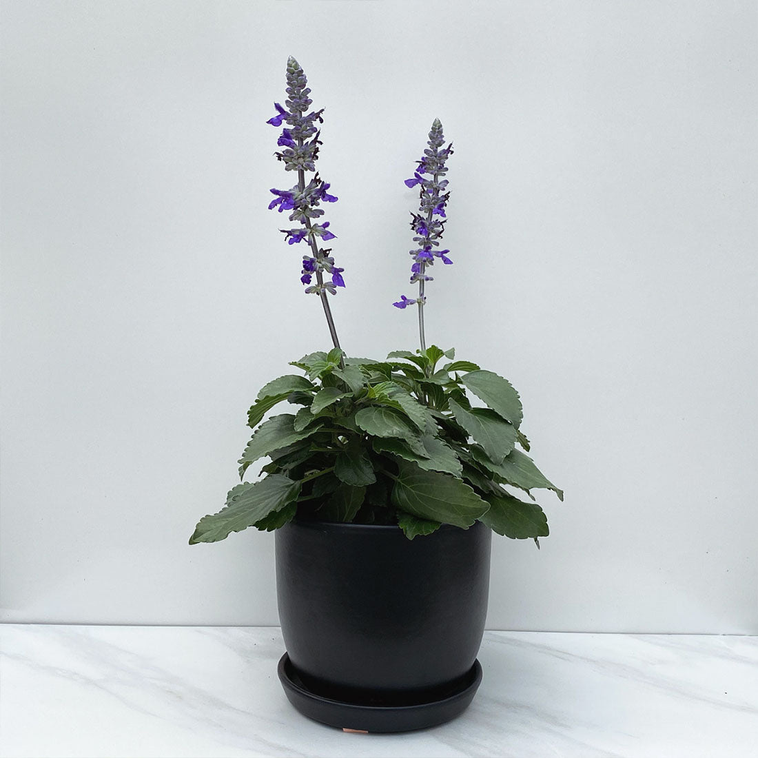 Salvia | Ornamental Sage