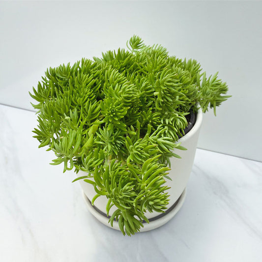 Sedum | Gold Mound Sedum