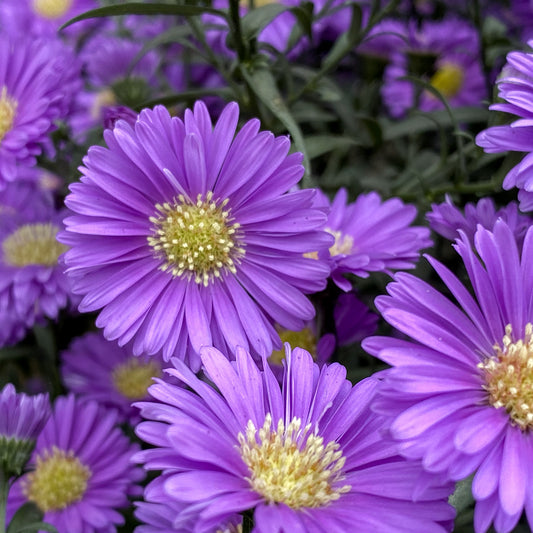 Aster | Aster