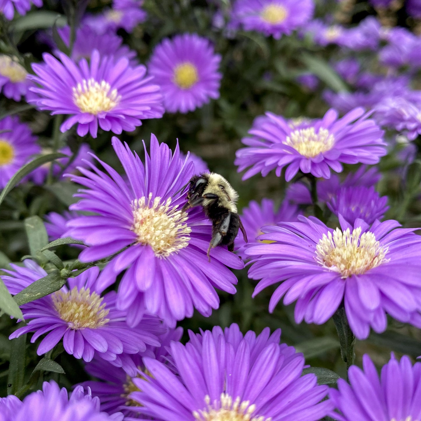 Aster | Aster