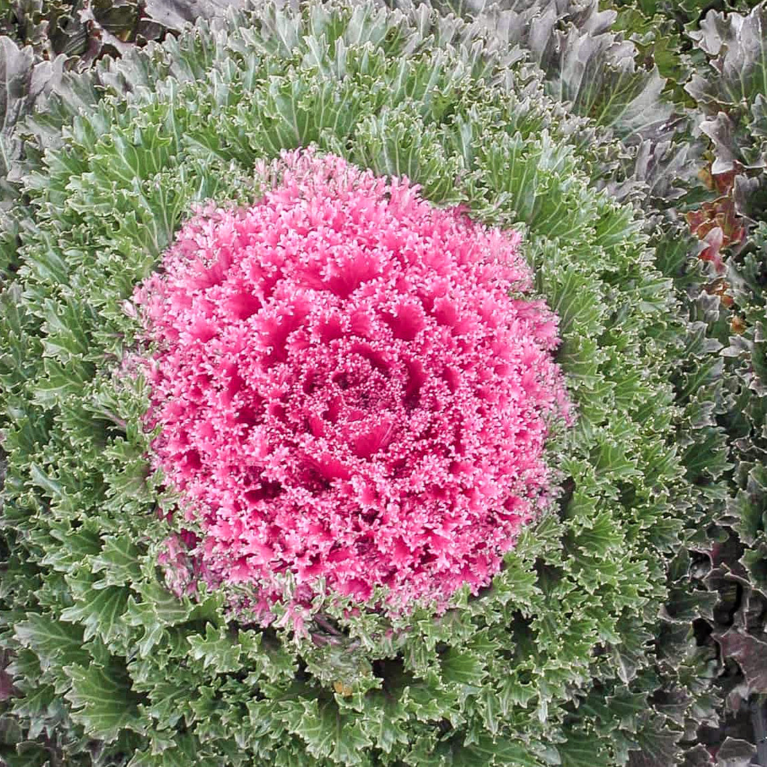 Brassica | Ornamental Kale