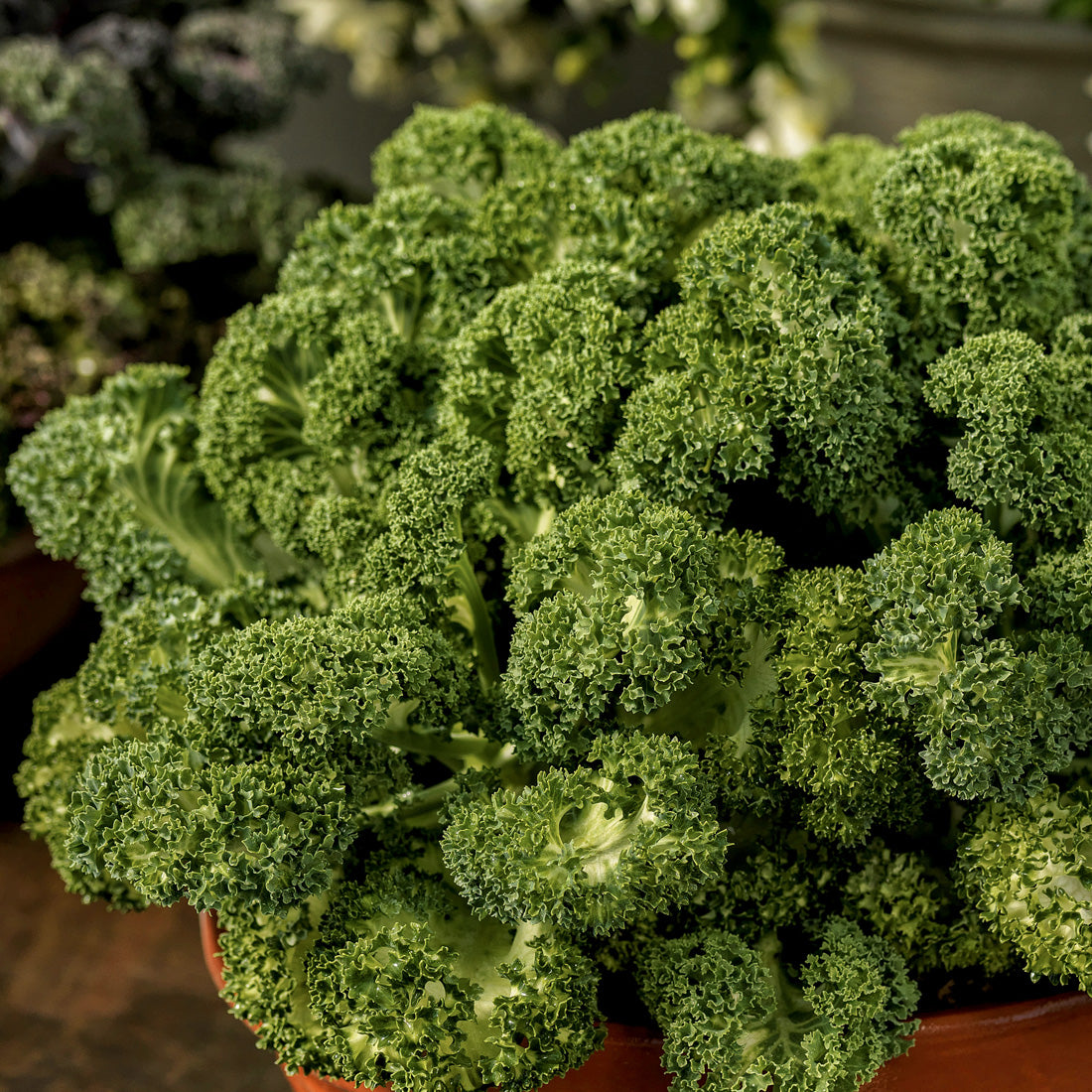 Brassica | Ornamental Kale