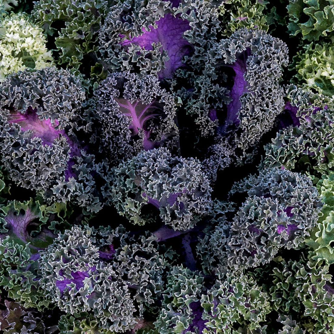 Brassica | Ornamental Kale