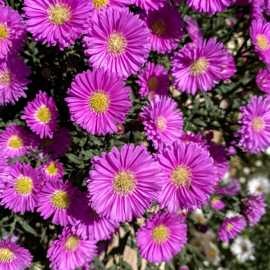 Aster | Aster