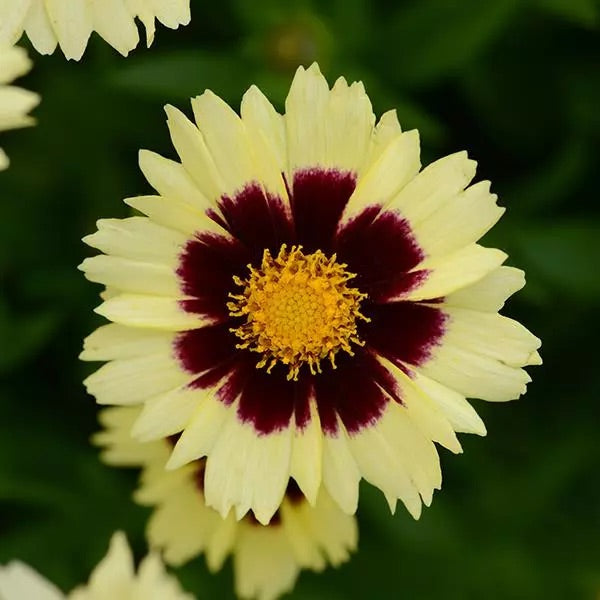 Coreopsis |  $12 Pollinator Favorites