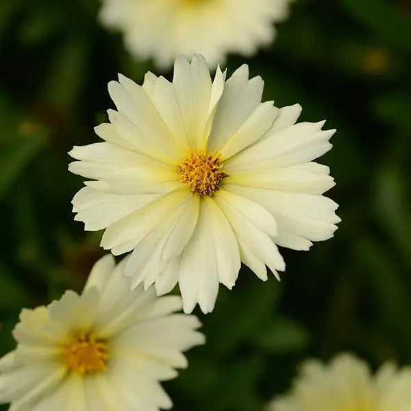 Coreopsis |  $12 Pollinator Favorites