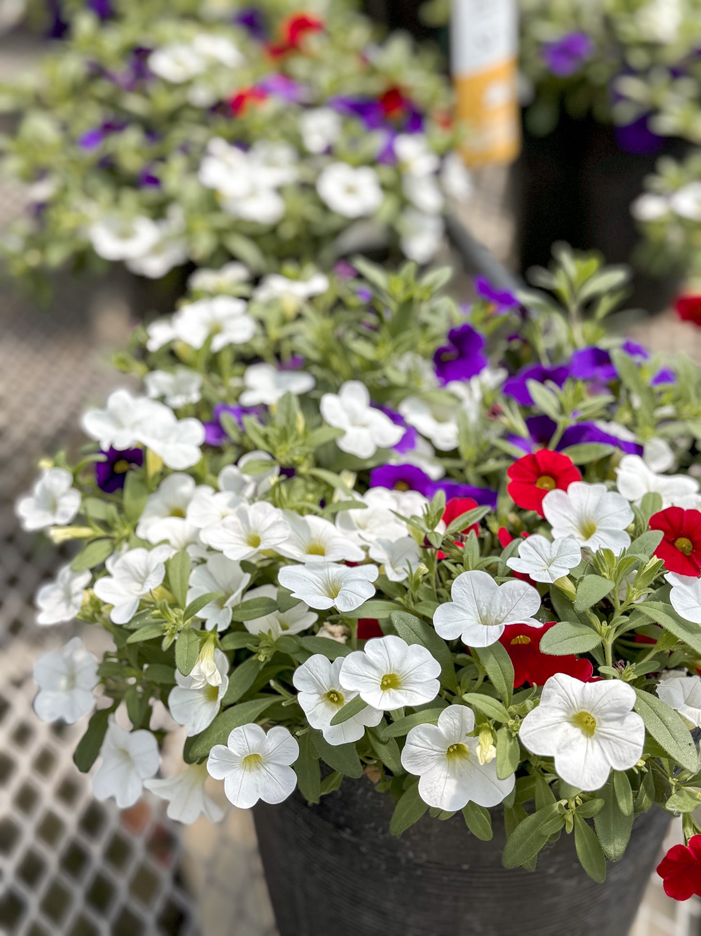 Calibrachoa | $20 Patio Pot Combination