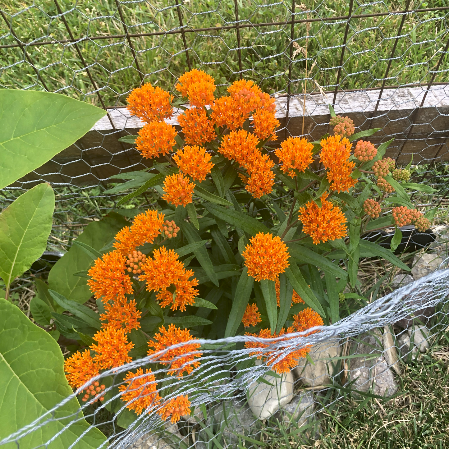 Asclepias | Butterfly Weed