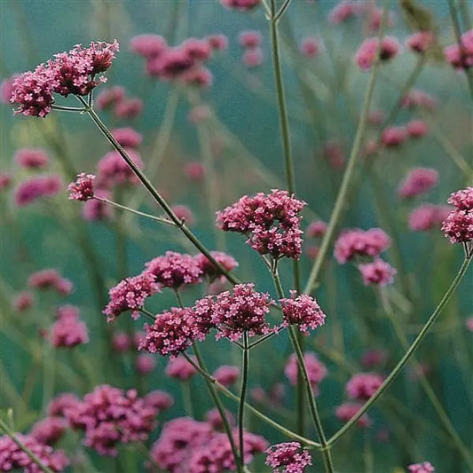 Verbena | $6 Pollinator Favorites